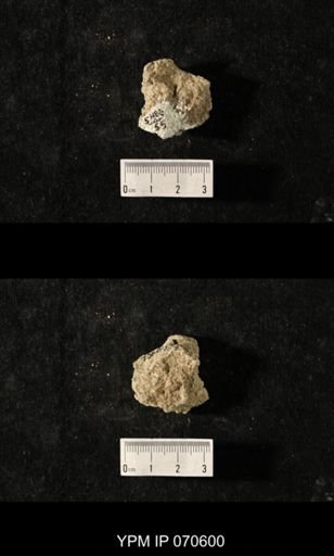 Favosites louisvillensis