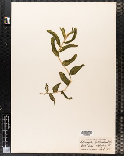 Potamogeton richardsonii