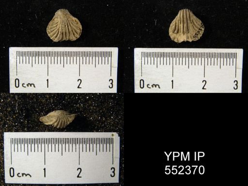 undet. Rhynchonellida