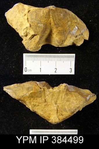 Syringothyris hannibalensis