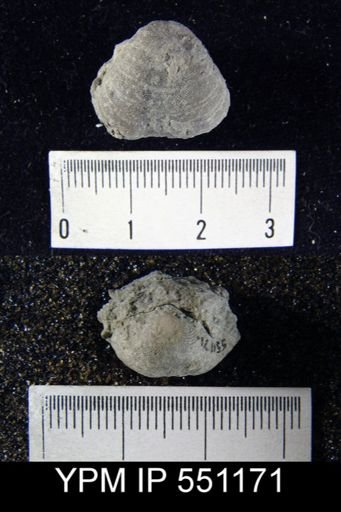 Dalmanella elegantula