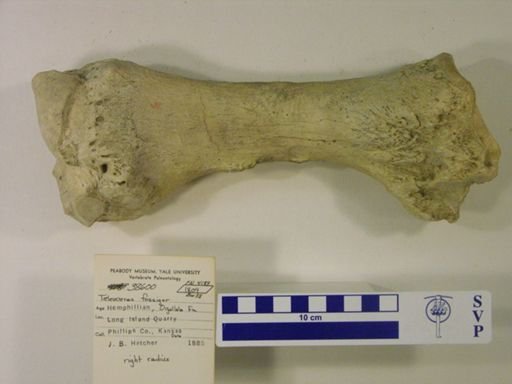 Teleoceras fossiger