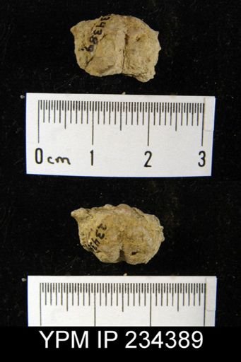 Marginifera wabashensis