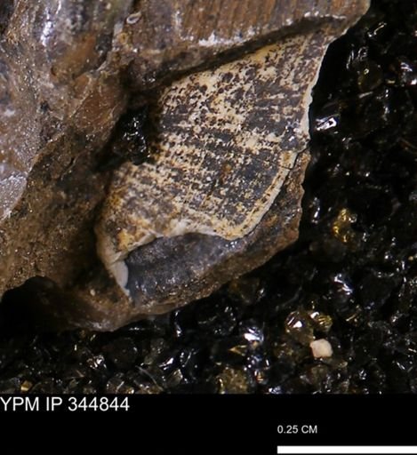 Limopsis striatopunctatus