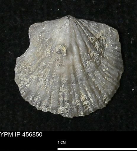 Stropheodonta sp.