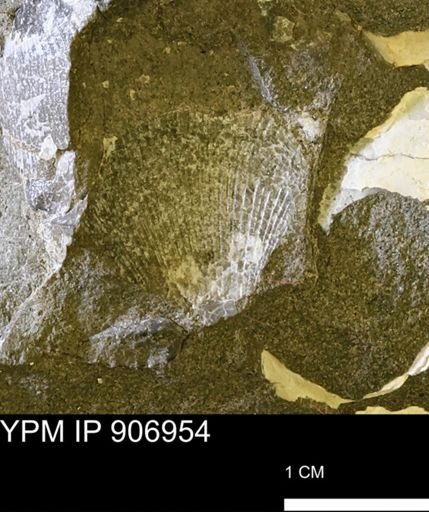 Oxytoma (Hypoxytoma) nebrascana