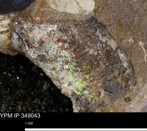 undet. Ammonoidea