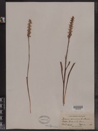 Ibidium cernuum