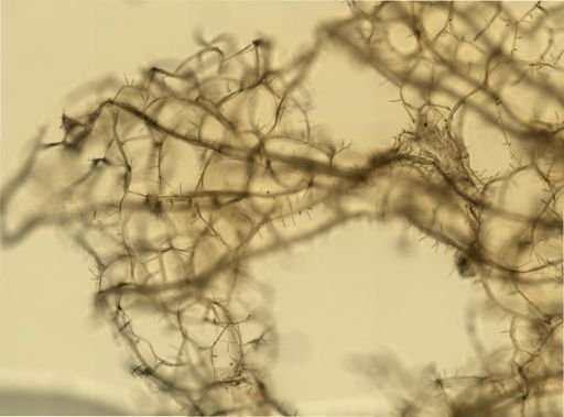Poecilosclerida