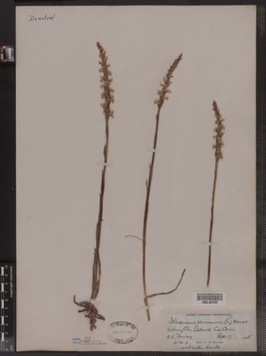 Ibidium cernuum