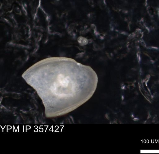 undet. Ostracoda