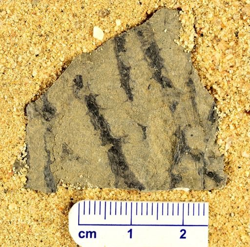 Sawdonia ornata