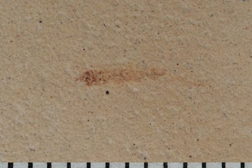 Coleoptera?