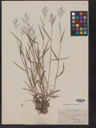 Panicum lanuginosum