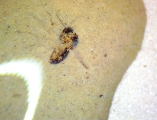 Diptera?