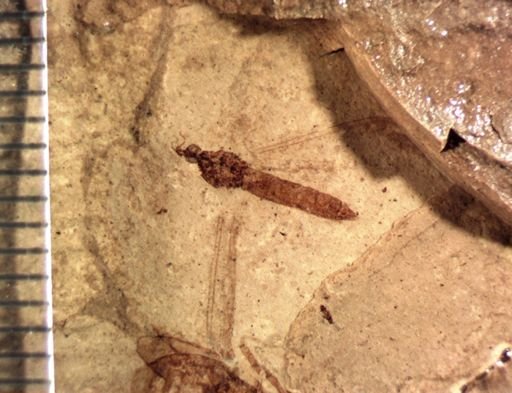 undet. Tipulidae