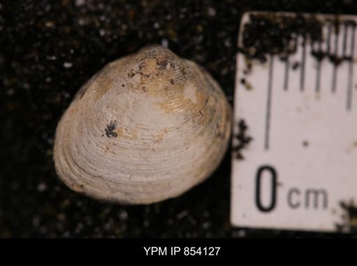 Limopsis striatopunctatus
