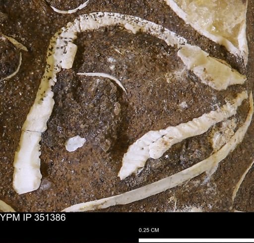 undet. Bivalvia