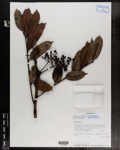 Plantae
