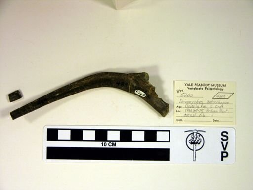 Deinonychus antirrhopus