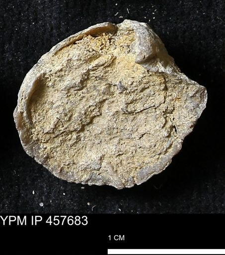 Helaspis sp.