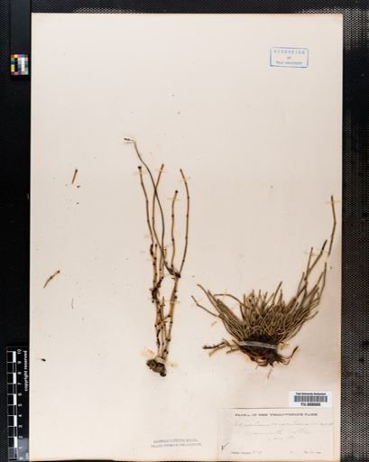 Equisetum variegatum