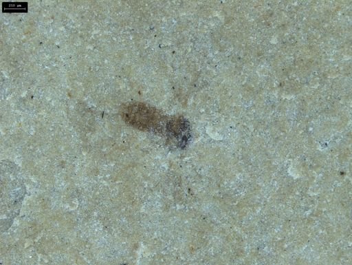 Diptera?