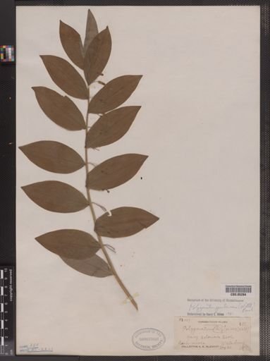 Polygonatum pubescens