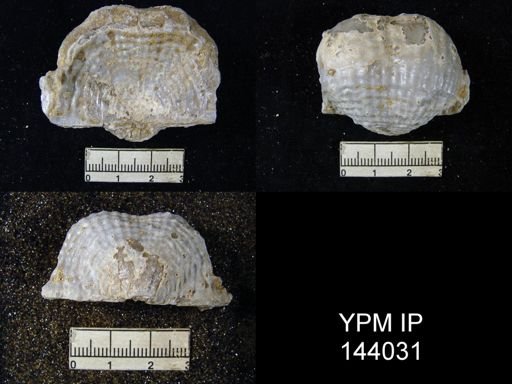 Dictyoclostus indicus