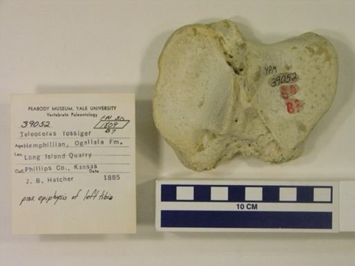 Teleoceras fossiger