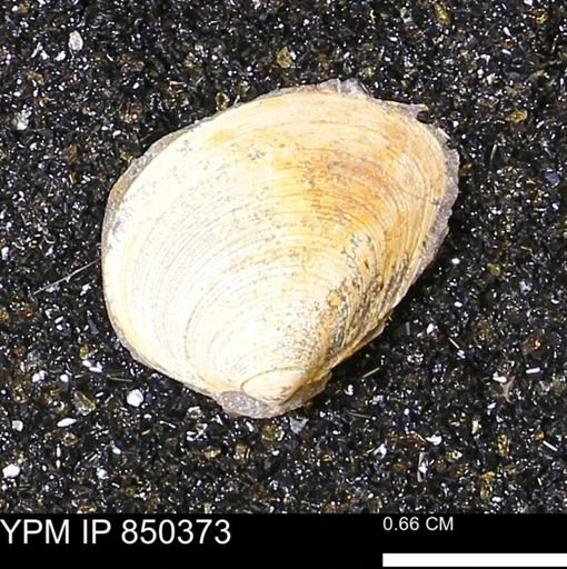 Limopsis striatopunctatus