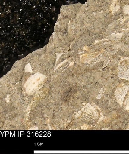undet. Mollusca