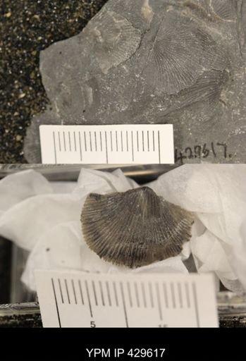 Devonochonetes coronatus