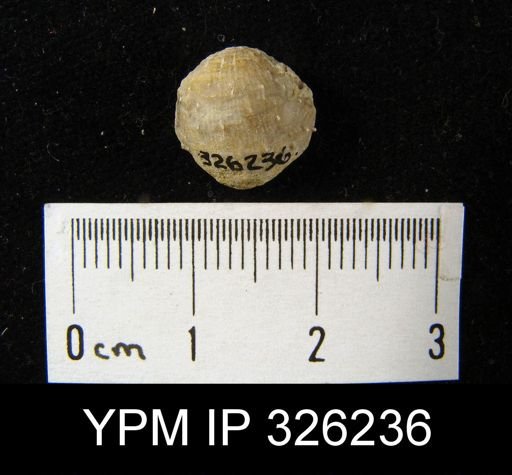 Productus pertenuis