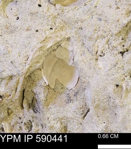 undet. Gastropoda
