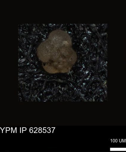 undet. Foraminiferida