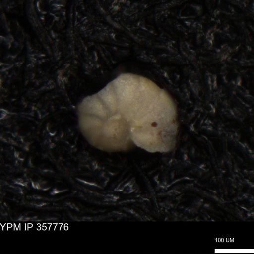 undet. Foraminiferida