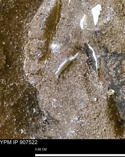 undet. Mollusca