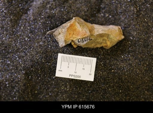 undet. Bivalvia