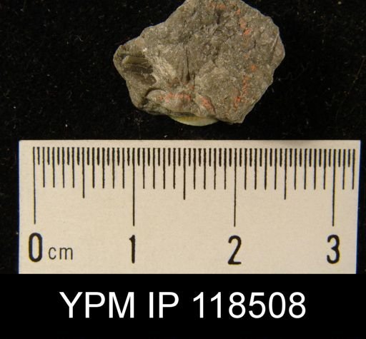 Camarotoechia nucula planosugosa