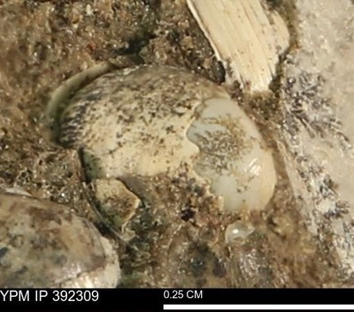 Protocardia subquadrata
