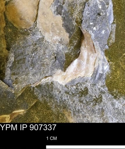 undet. Ammonoidea