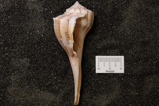 Sinistrofulgur perversum