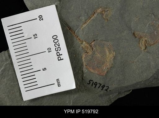 Phyllocystis sp.