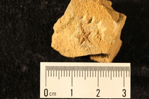 Mesopalaeaster lanceolatus