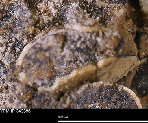 Limopsis striatopunctatus