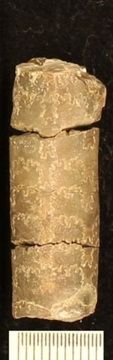 Baculites