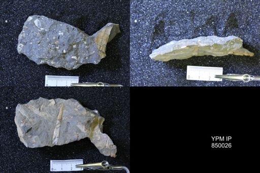 Baculites