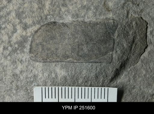 undet. Eurypterida