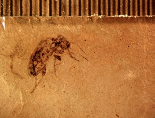 Coleoptera?